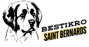 Saint Bernard 